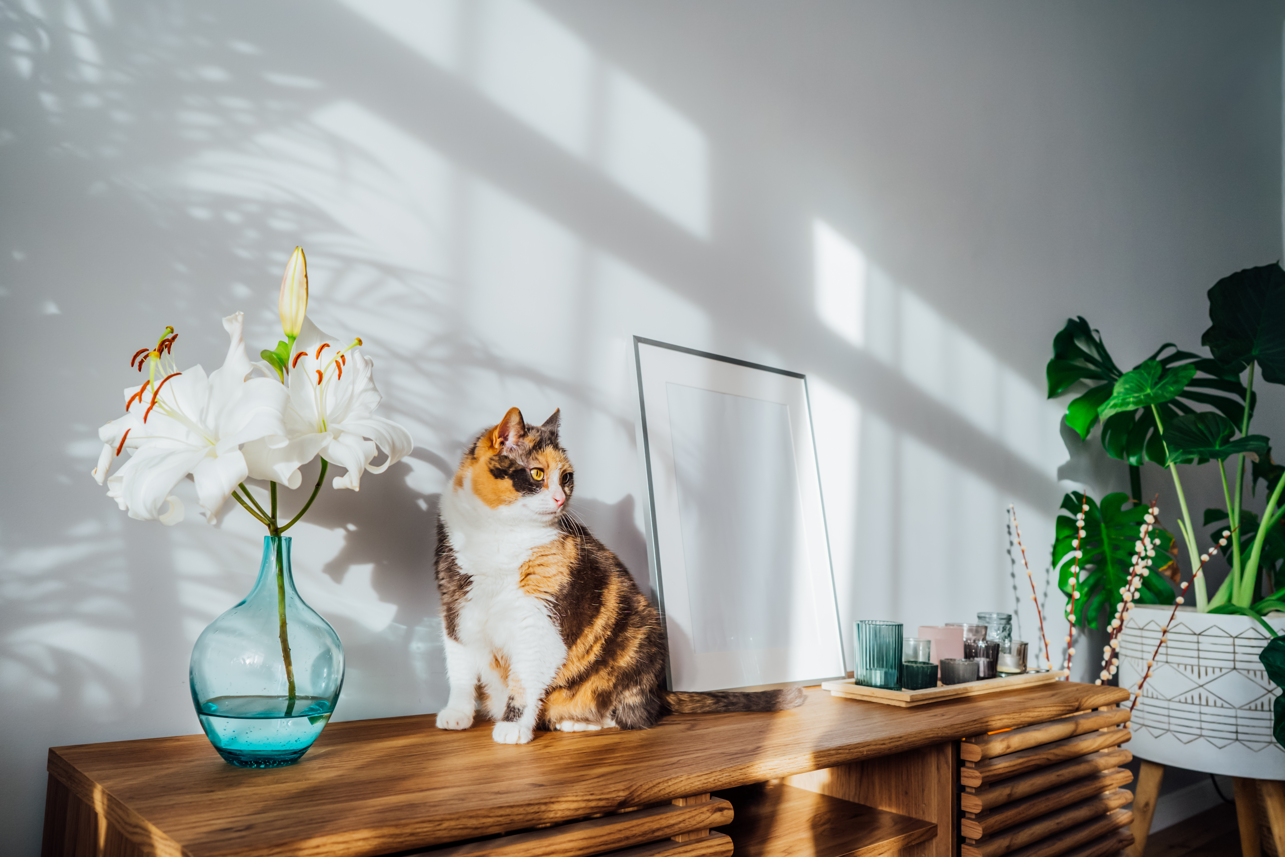 Toxic Foods, Plants & Chemicals in Your Home: The Hidden Dangers